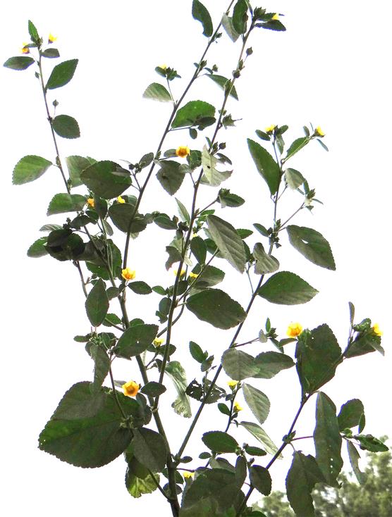 Sida cordata